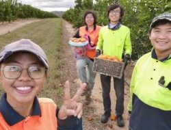 Meninggalkan Zona Nyaman, Merianti Pilih Petik Buah di Australia Lewat WHV