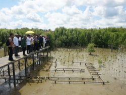 Penanaman 1.400 Mangrove Perkuat Restorasi Pesisir Mempawah
